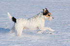 Parson Russell Terrier runs in the snow