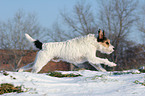 Parson Russell Terrier runs in the snow