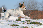 Parson Russell Terrier runs in the snow