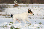 Parson Russell Terrier runs in the snow