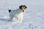 Parson Russell Terrier in the snow