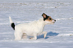 Parson Russell Terrier runs in the snow