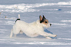 Parson Russell Terrier runs in the snow