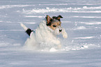 Parson Russell Terrier runs in the snow