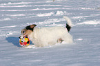 Parson Russell Terrier plays in the snow