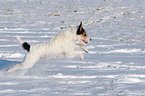 Parson Russell Terrier runs in the snow