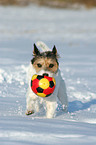 Parson Russell Terrier plays in the snow