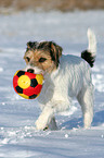 Parson Russell Terrier plays in the snow