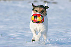 Parson Russell Terrier plays in the snow