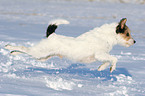 Parson Russell Terrier runs in the snow