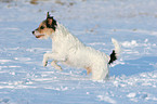 Parson Russell Terrier runs in the snow