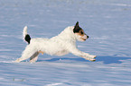 Parson Russell Terrier runs in the snow