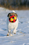 Parson Russell Terrier plays in the snow