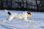 Parson Russell Terrier runs in the snow