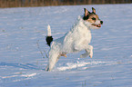 Parson Russell Terrier runs in the snow