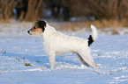 Parson Russell Terrier in the snow