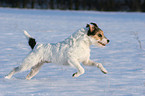 Parson Russell Terrier runs in the snow