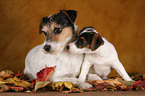 Jack and Parson Russell Terrier