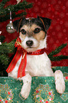 Parson Russell Terrier under christmas tree