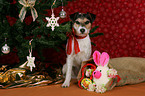 Parson Russell Terrier under christmas tree