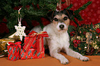 Parson Russell Terrier under christmas tree