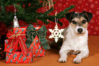 Parson Russell Terrier under christmas tree