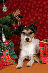 Parson Russell Terrier under christmas tree