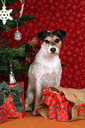 Parson Russell Terrier under christmas tree