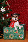 Parson Russell Terrier under christmas tree