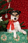 Parson Russell Terrier under christmas tree