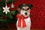 Parson Russell Terrier under christmas tree