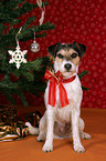 Parson Russell Terrier under christmas tree