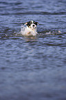 Parson Russell Terrier