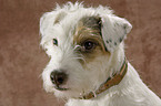 Parson Russell Terrier Portrait