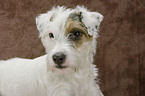 Parson Russell Terrier Portrait