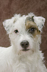 Parson Russell Terrier Portrait