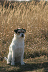 sitting Parson Russell Terrier