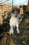 Parson Russell Terrier on tree root