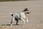 runing Parson Russell Terrier