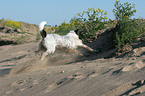 runing Parson Russell Terrier