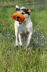 playing Parson Russell Terrier