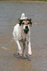 playing Parson Russell Terrier