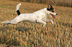 running Parson Russell Terrier