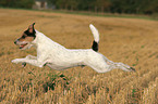 running Parson Russell Terrier