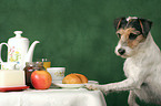 Parson Russell Terrier is stealing food