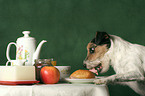 Parson Russell Terrier is stealing food