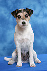 sitting Parson Russell Terrier