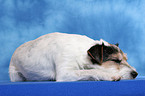 lying Parson Russell Terrier