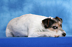 lying Parson Russell Terrier