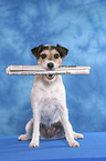 Parson Russell Terrier fetches newspaper